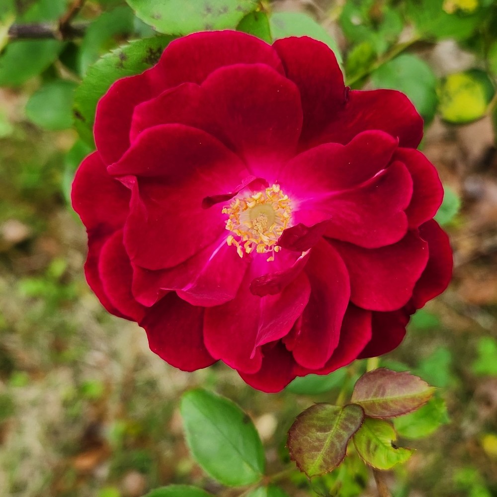 Meet your Posher, Peyton